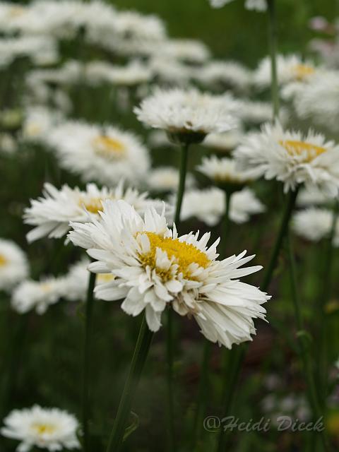 Chrysanthemum hortum Snehurka1.JPG - Chrysanthemum x hortum 'Snehurka'= Dendranthema grandiflorum / Wucherblume / Staudengärtnerei  Zur Linden